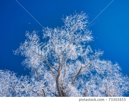 Rime and blue sky Rime and blue sky 73303855