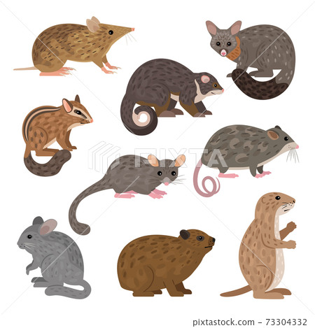 African carnivores animals. Leadbeater possum chinchilla chipmunk prairie dog mountain pygmy possum brush-tail possum rock hyrax eastern barred bandicoot ring-tail possum African carnivores animals. Leadbeater possum chinchilla chipmunk prairie dog mountain pygmy possum brush-tail possum rock hyrax eastern barred bandicoot ring-tail possum 73304332
