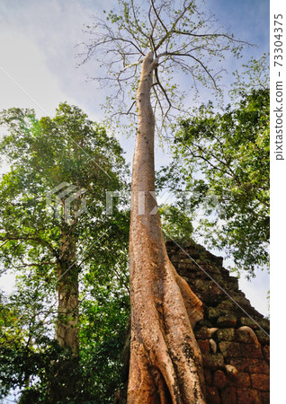 Banyan tree at Ta Prohm Temple in Angkor, Cambodia 73304375