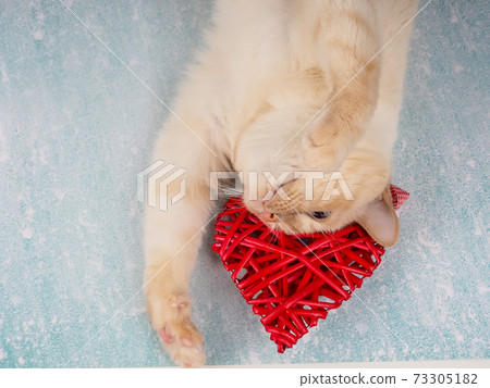cute cat playing with red heart, Valentine's day concept cute cat playing with red heart, Valentine's day concept 73305182