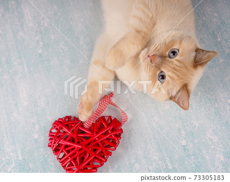 cute cat playing with red heart, Valentine's day concept 73305183