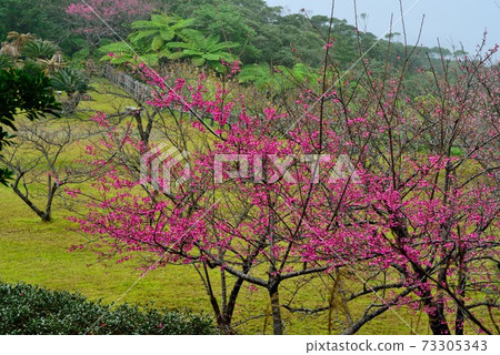 <Amami Oshima Kochiyama> Hikanzakura cold scarlet cherry blossoms 73305343