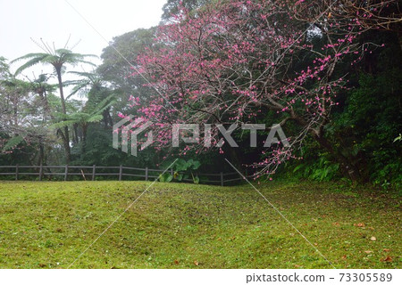 <A美大島高知山>霧霾,猩紅色的櫻花盛開的高櫻草 <A美大島高知山>霧霾,猩紅色的櫻花盛開的高櫻草 73305589