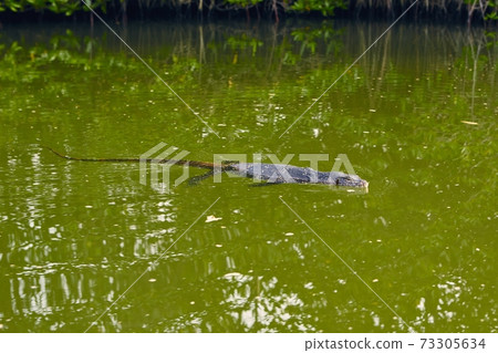 Water monitor lizard swimming in lagoon 73305634
