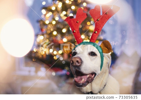 Dog with costume of reindeer antlers against Christmas tree Dog with costume of reindeer antlers against Christmas tree 73305635