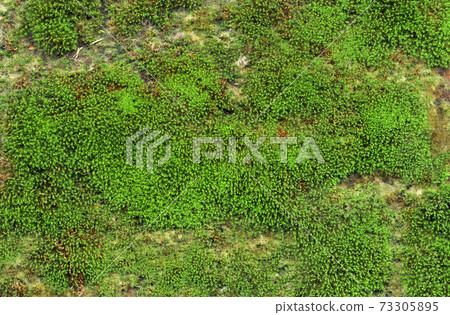 Close up of green moss texture background is growing on the old stone wall. 73305895