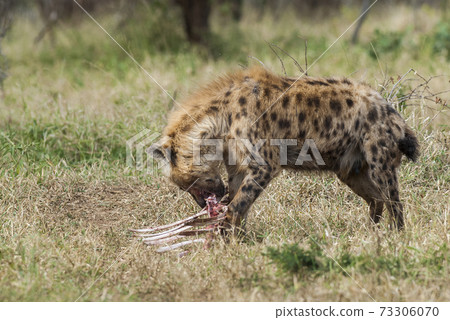 Hyena South Africa Hyena South Africa 73306070