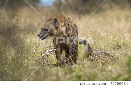 Hyena South Africa Hyena South Africa 73306084