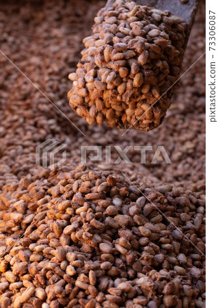 Fresh cocoa beans and fresh cocoa seeds are fermented in a wooden tank to develop the chocolate flavor. Fresh cocoa beans and fresh cocoa seeds are fermented in a wooden tank to develop the chocolate flavor. 73306087