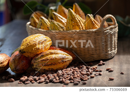 Ripe cocoa pod and nibs, cocoa beans setup background. 73306089