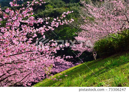 <Amami Oshima Yamato Village> Hikanzakura Cold Scarlet Sakura <Amami Oshima Yamato Village> Hikanzakura Cold Scarlet Sakura 73306247