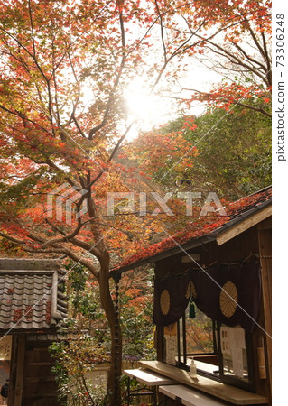 Autumn leaves of Yamashina Seiten Autumn leaves of Yamashina Seiten 73306248