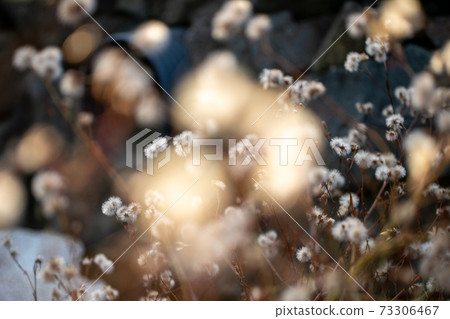 秋天的溫暖 秋天的溫暖 73306467