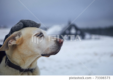 Person in warm clothing stroking dog on snowy field 73306573