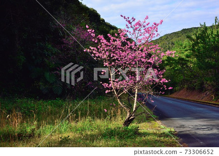 〈A美大島大和村〉 Hikanzakura上溫暖的陽光 73306652