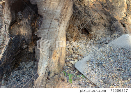Burned an dead tree with ashes surrounding it Burned an dead tree with ashes surrounding it 73306857
