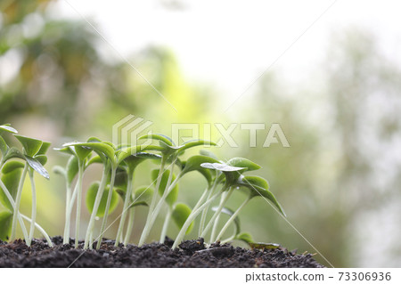 Pumpkin sprouts growing green plant new life Pumpkin sprouts growing green plant new life 73306936