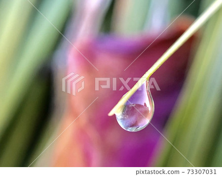 Frozen water droplets (pink) 73307031