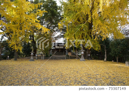 Misu神社的銀杏葉 Misu神社的銀杏葉 73307149
