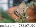Meadow Grasshopper or Chorthippus parallelus with front view. 73307150