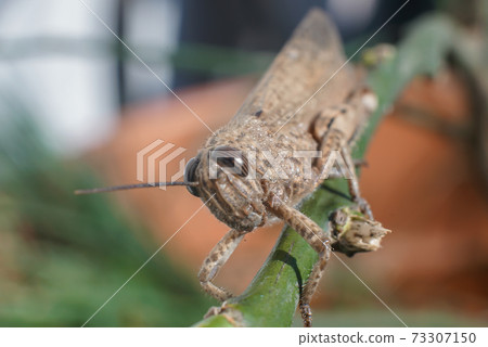 Meadow Grasshopper or Chorthippus parallelus with front view. Meadow Grasshopper or Chorthippus parallelus with front view. 73307150