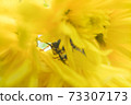 Macro of a wasp bee on a yellow chrysanthemum flower. 73307173