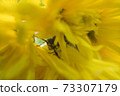 Macro of a wasp bee on a yellow chrysanthemum flower. 73307179