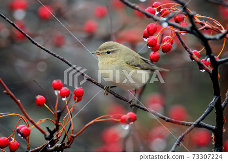 The common chiffchaff (Phylloscopus collybita) and rain 73307224