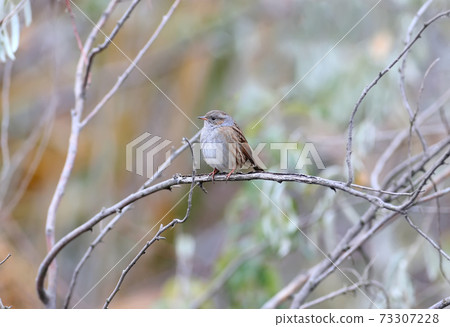 The dunnock (Prunella modularis) The dunnock (Prunella modularis) 73307228