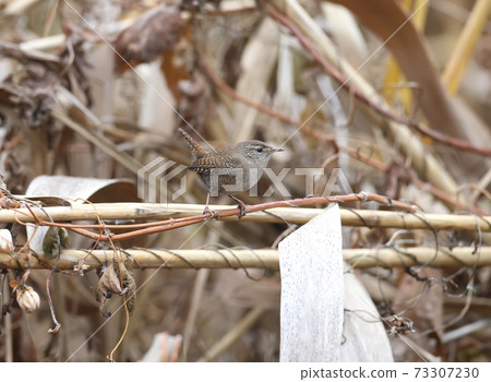Troubled Reed Dweller Troubled Reed Dweller 73307230