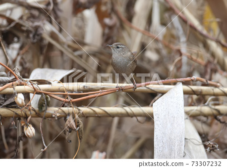 Troubled Reed Dweller Troubled Reed Dweller 73307232