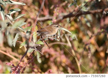 Eurasian wren (Troglodytes troglodytes) Eurasian wren (Troglodytes troglodytes) 73307260