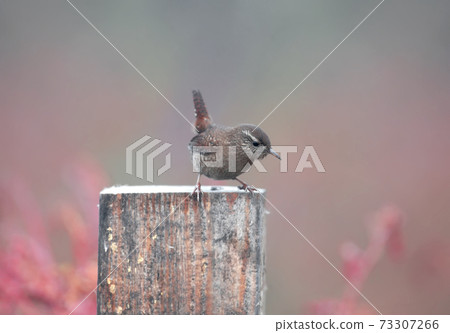 Eurasian wren (Troglodytes troglodytes) Eurasian wren (Troglodytes troglodytes) 73307266