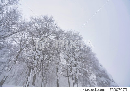 Forest scenery with foggy snow Yamagata City, Yamagata Prefecture 73307675