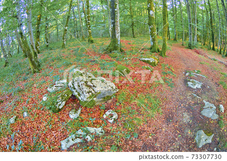 Forest Landscape, Valderejo Natural Park, Spain 73307730