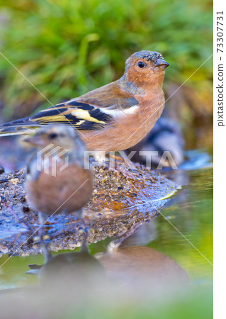 Chaffinch, Forest Pond, Mediterranean Forest, Spain 73307731