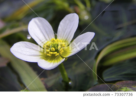 Common Water Crowfoot, Guadarrama National Park, Spain 73307736