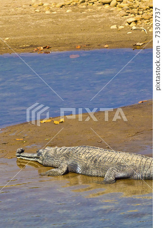Gharial, Gavial, Royal Bardia National Park, Bardiya National Park, Nepal Gharial, Gavial, Royal Bardia National Park, Bardiya National Park, Nepal 73307737