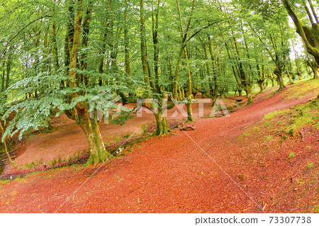 Otzarreta Beech Forest, Gorbeia Natural Park, Bizkaia, Spain Otzarreta Beech Forest, Gorbeia Natural Park, Bizkaia, Spain 73307738