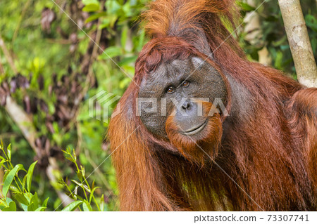 Orangutan, Tanjung Puting National Park, Indonesia Orangutan, Tanjung Puting National Park, Indonesia 73307741