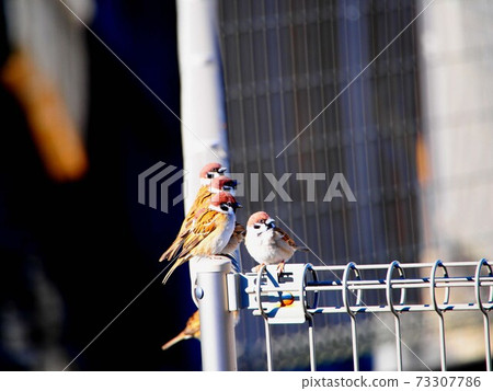 Is it Suzume? (Sparrows lined up on a steel fence) 73307786