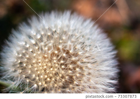Dandelion 2 Dandelion 2 73307873