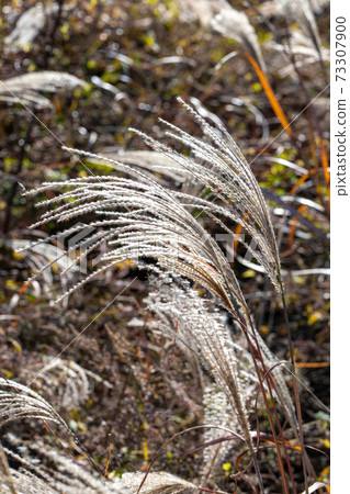 Silver grass 2 Silver grass 2 73307900