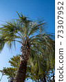 Palm tree 73307952