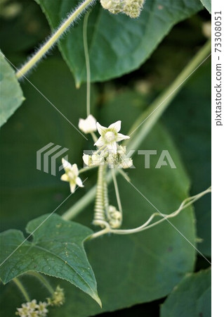 Japanese invasive alien species Bur-cucumber lumps in the shape of konpeito and bears fruit 73308051