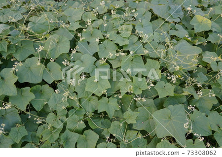 日本的外來入侵物種Arechiuri呈金黃色扁平糖狀結塊並結出果實 73308062