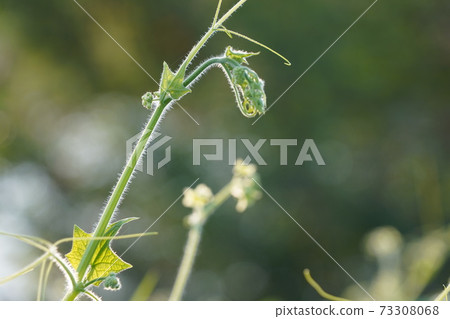 Japanese invasive alien species Bur-cucumber lumps in the shape of konpeito and bears fruit 73308068