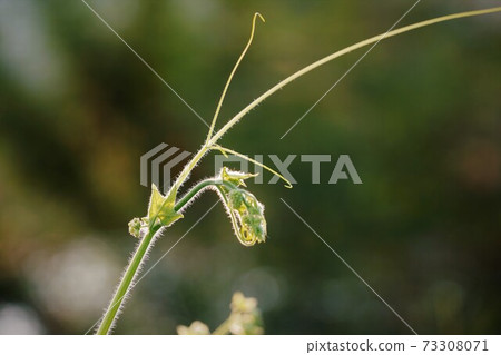 Japanese invasive alien species Bur-cucumber dinosaur-like sprout Japanese invasive alien species Bur-cucumber dinosaur-like sprout 73308071