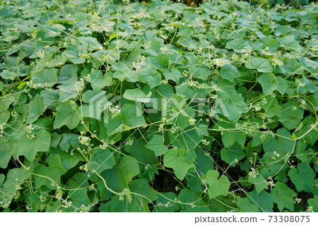 日本的外來入侵物種Arechiuri呈金黃色扁平糖狀結塊並結出果實 73308075