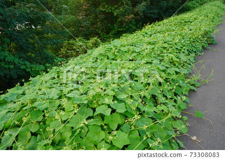 入侵日本的外來物種 73308083